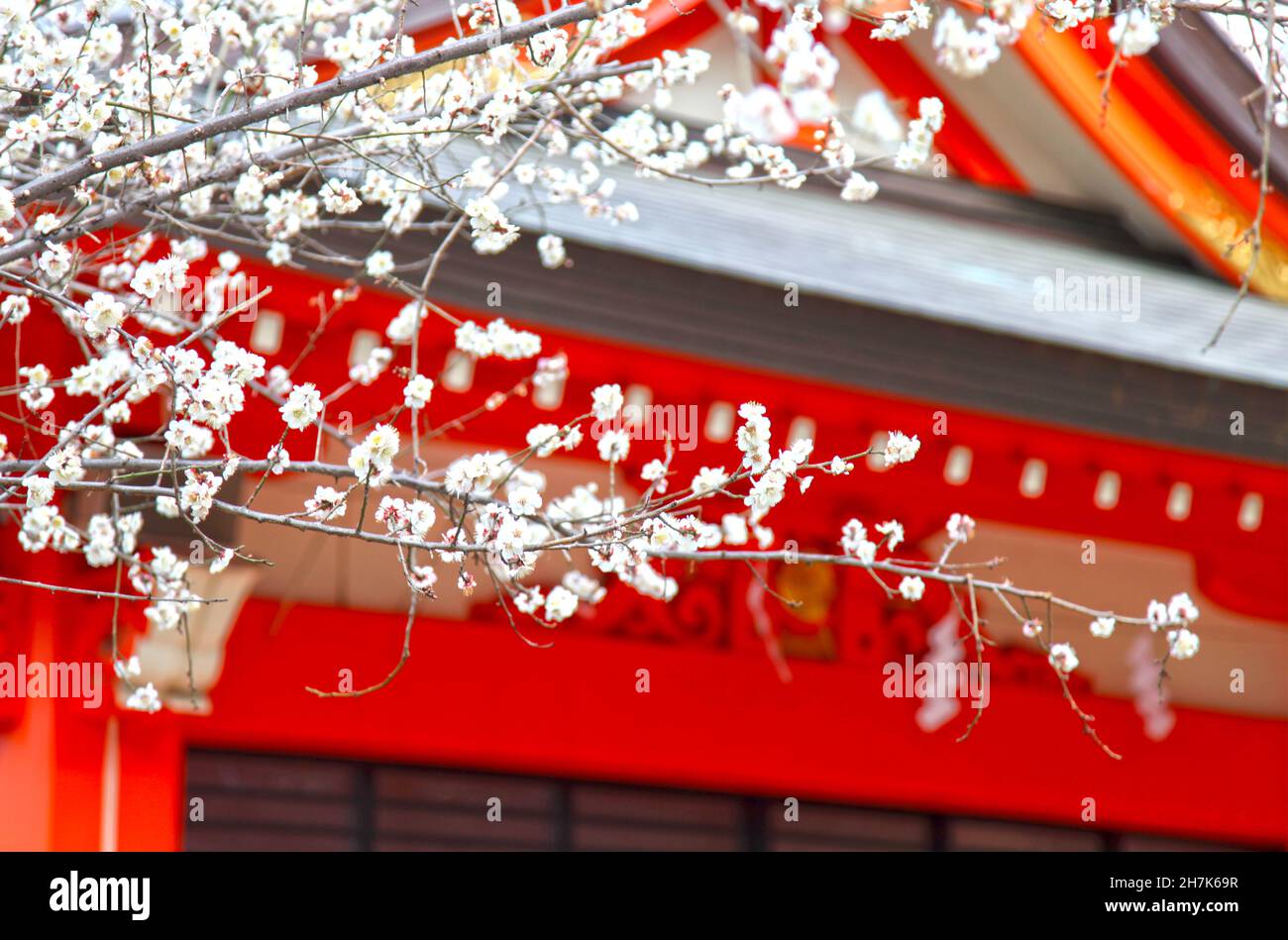 Der Hanazono-Schrein mit leuchtend farbigen Gebäuden und Torientoren in Shinjuku, Tokio, Japan. Es ist eines der wichtigsten Inari-Schreine in Japan. Stockfoto