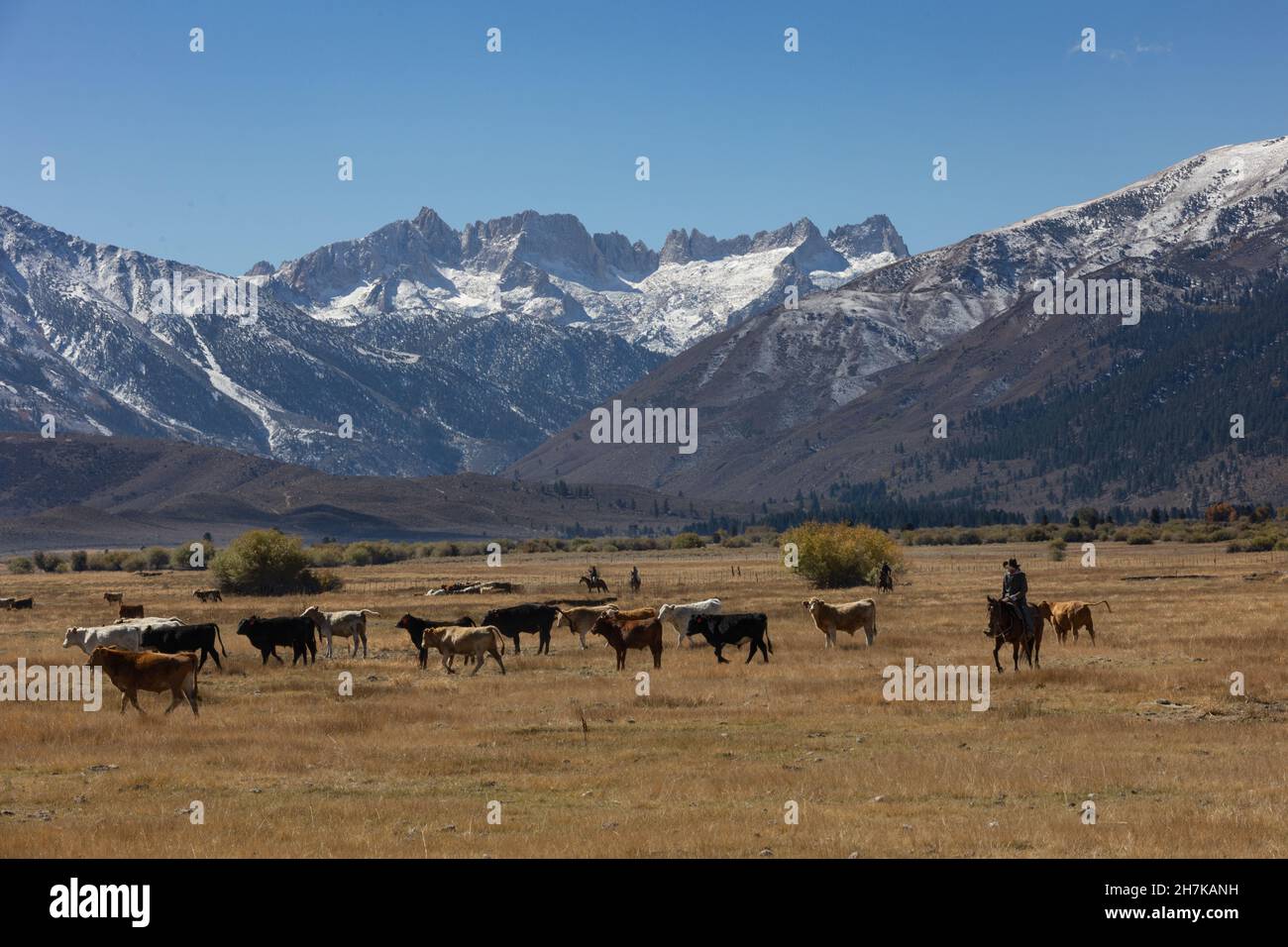 Cowboy hütet Rinder unter schneebedeckten Bergen Stockfoto