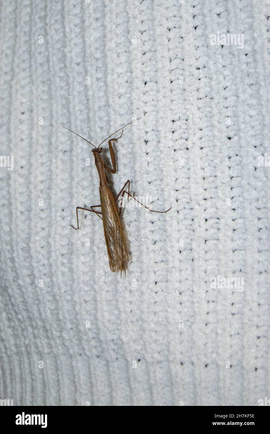 Bräunliche Gottesanbeterin Insektenvernarbung oder Makrofotografie, Arthropoda. Bugs und menschliche Interaktionen. Stockfoto