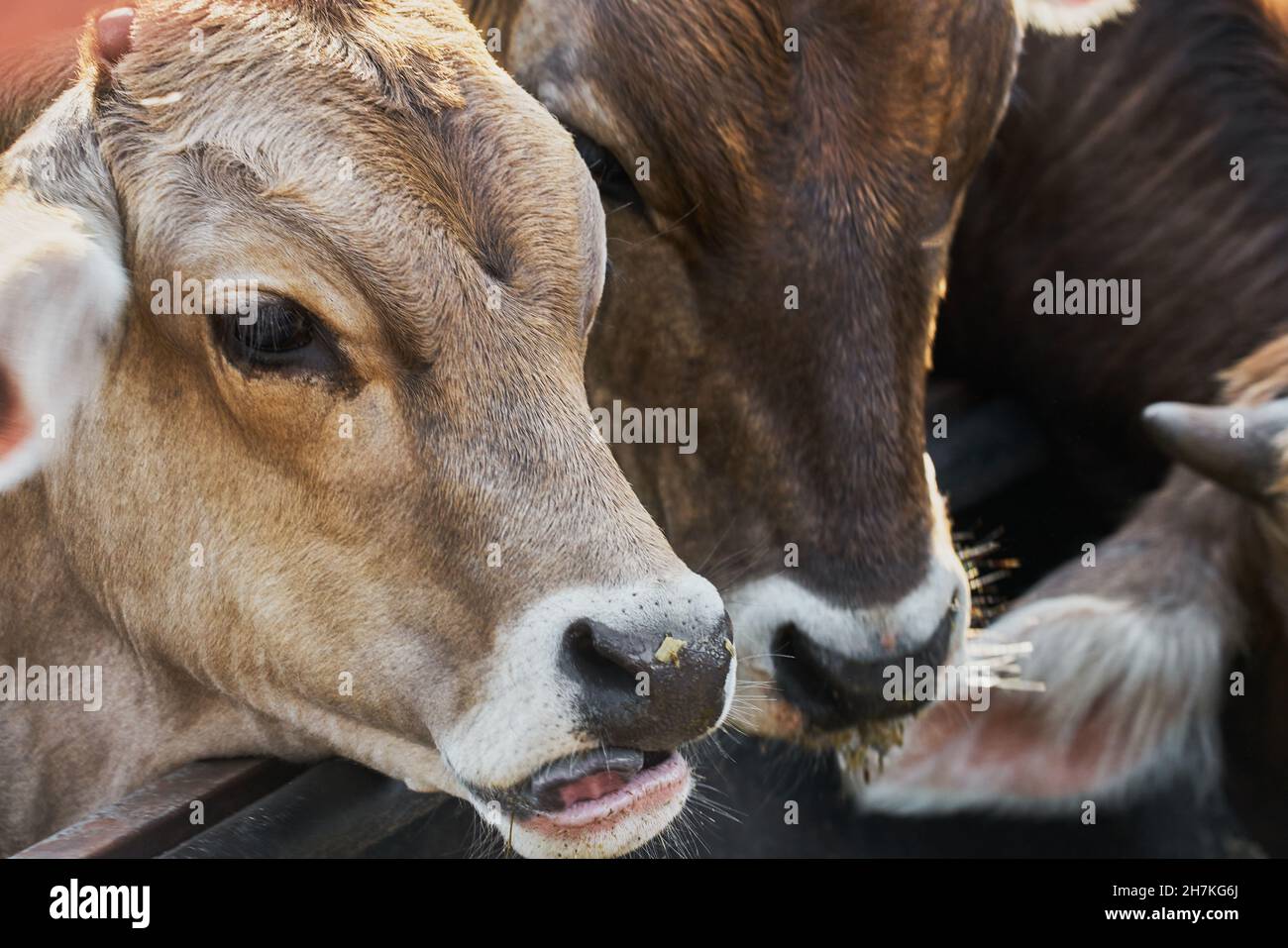 Retrato de una vaca joven comiendo en un pesebre en un rancho Stockfoto