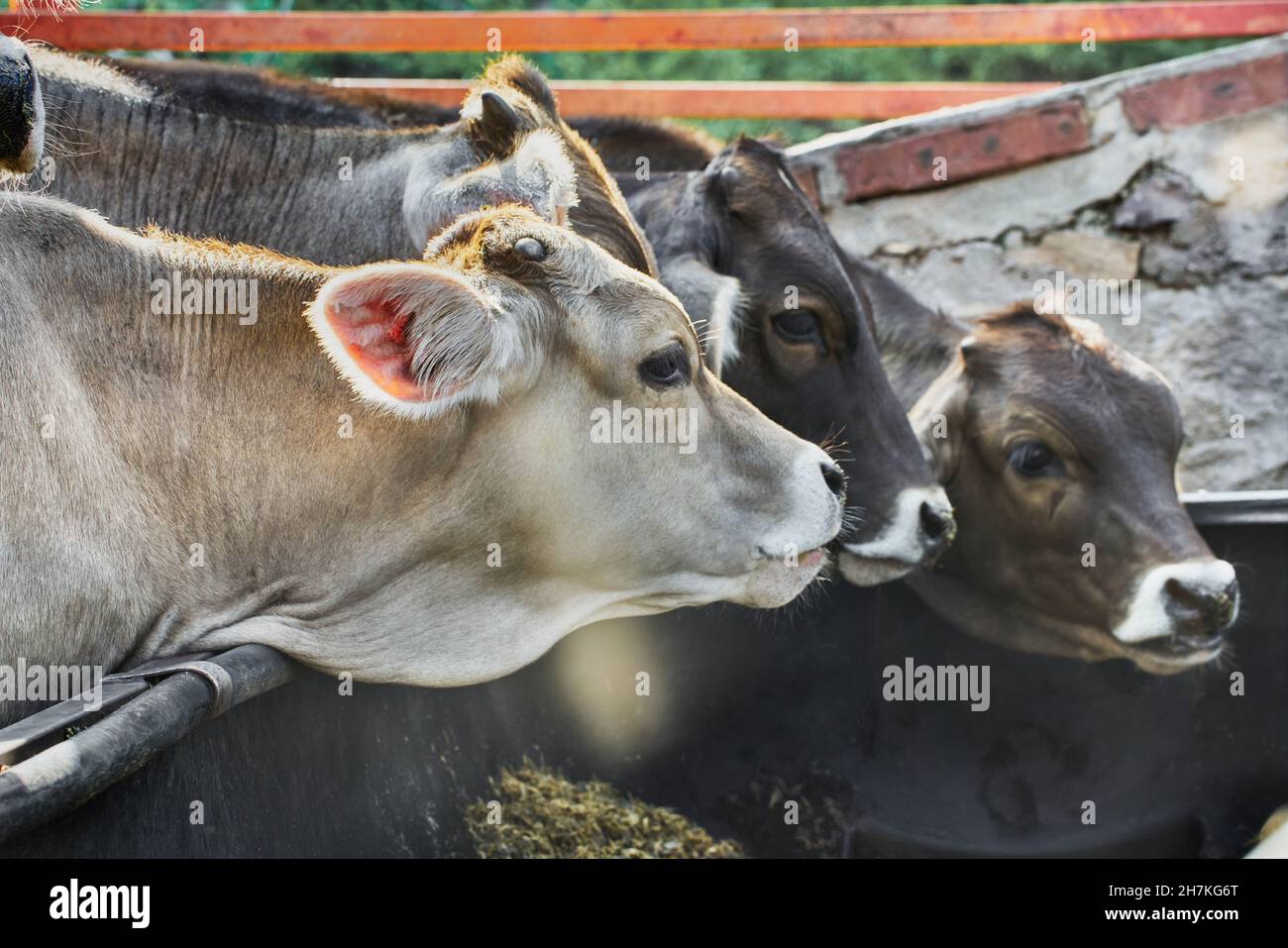 Porträt einer jungen Kuh, die auf einer Krippe auf einer Ranch isst Stockfoto