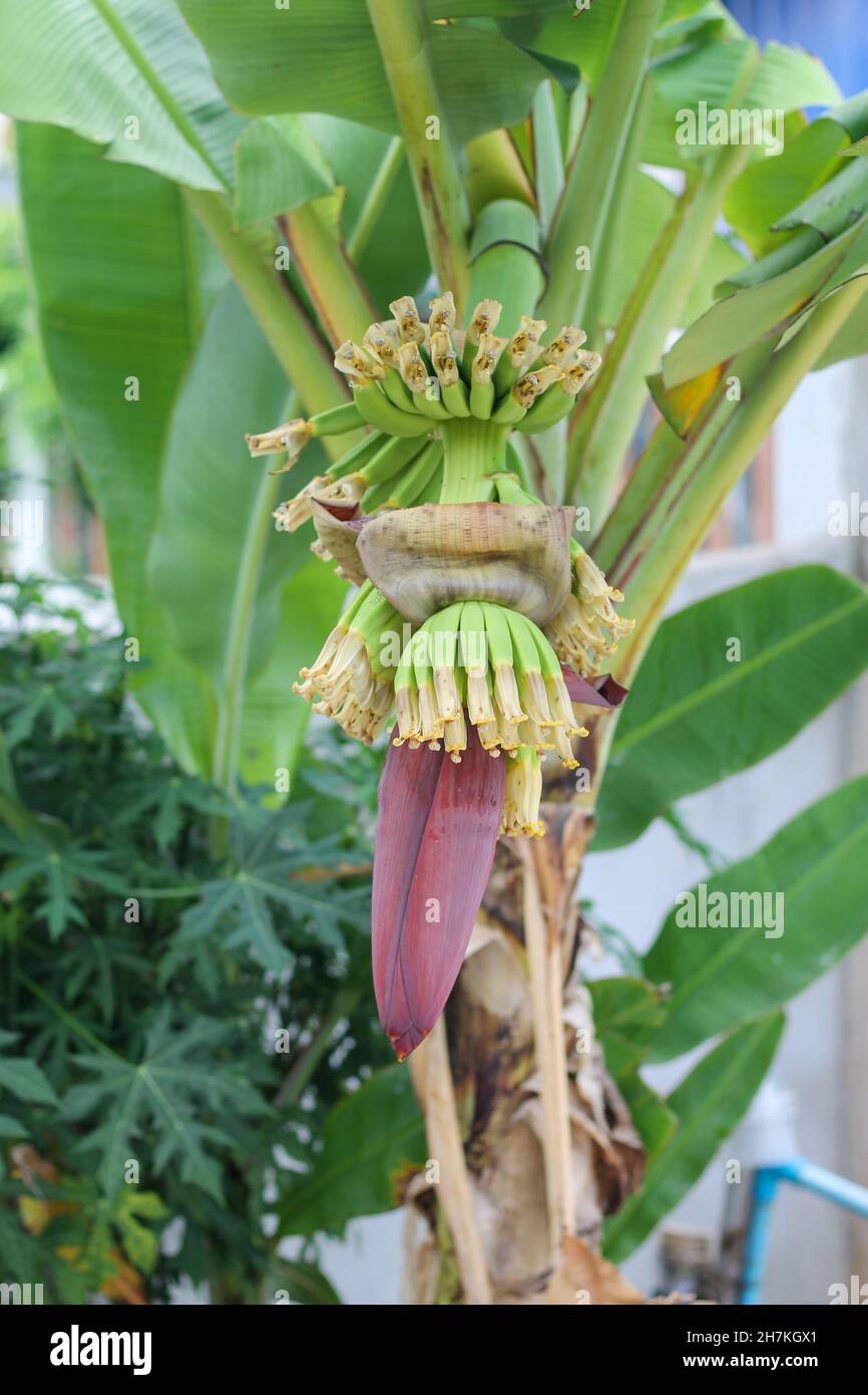calathea orbifolia substrat Goeppertia Orbifolia