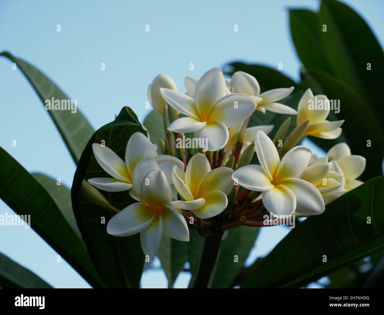 Schöne weiße und gelbe Blüten Stockfoto