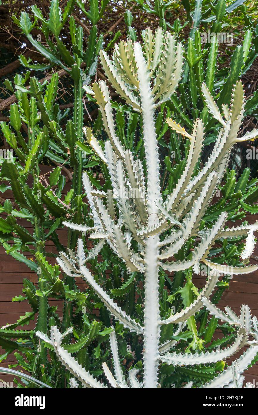 Kandelaber-Kaktus, auch bekannt als gesprenkelter Spurgen oder Drachenknochen, mit 'White Ghost'-Variante (Eforbia lactea) - Florida, USA Stockfoto