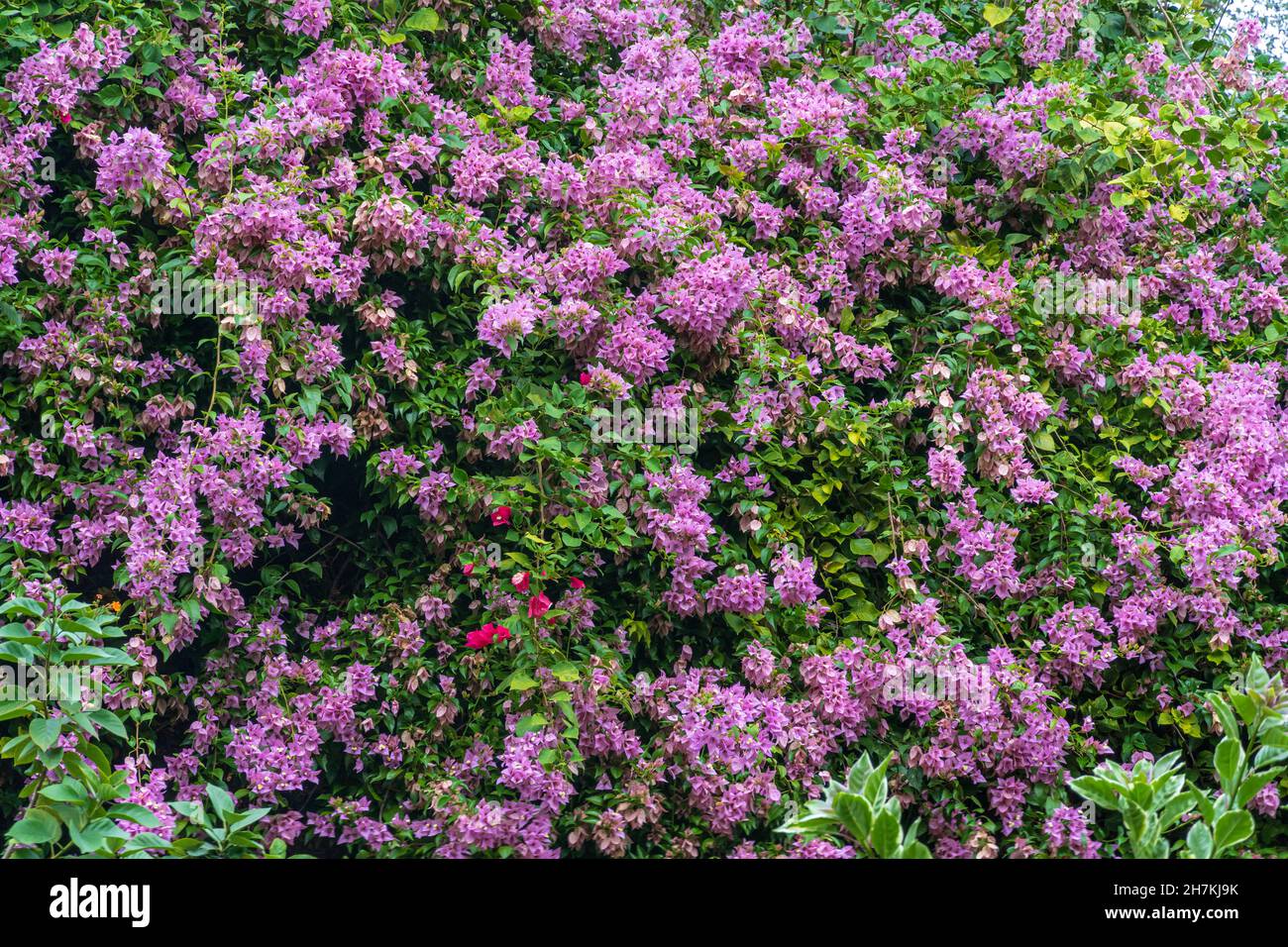 Lila Bougainvillea Blumen - Florida, USA Stockfoto