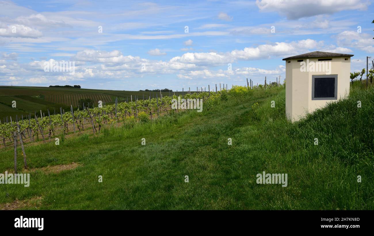 Partenheimer Weinberglandschaft mit Sturmschutz Stockfoto