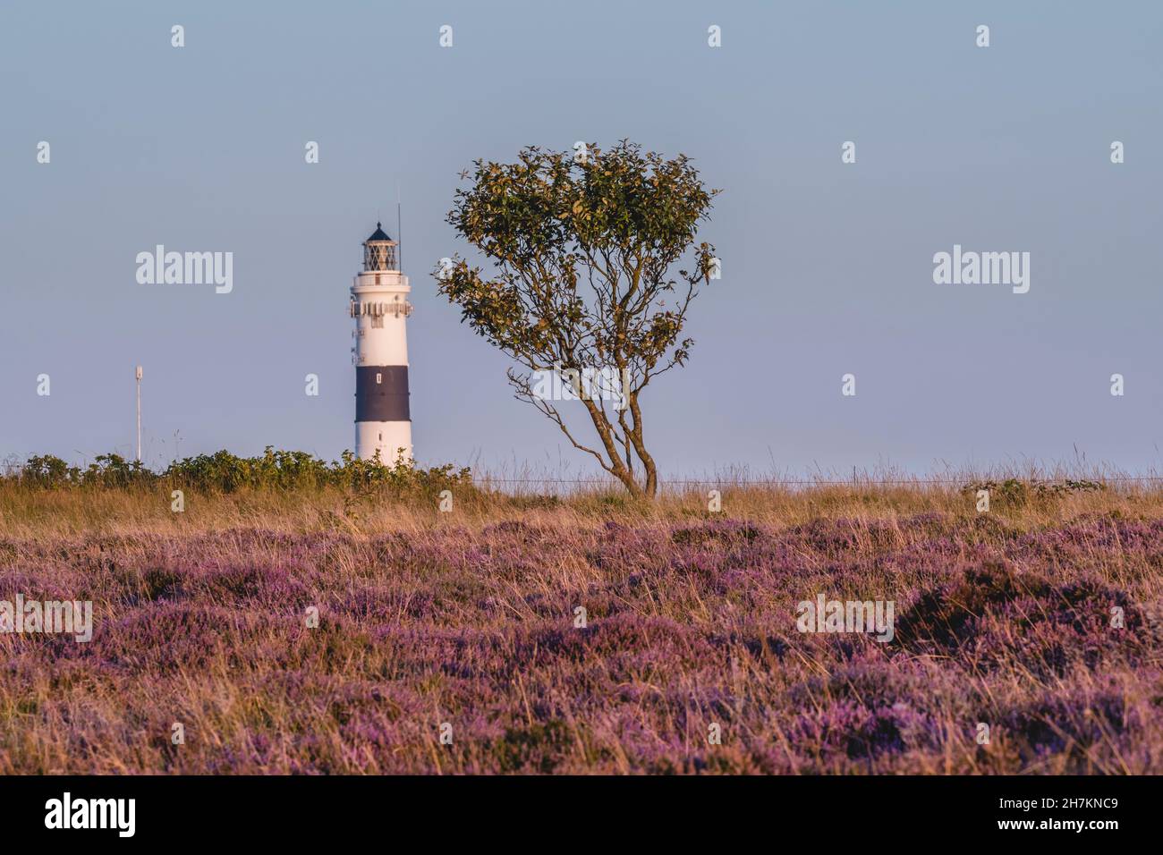 Einzelbaum im Braderuper Heide Naturschutzgebiet mit Kampen Leuchtturm im Hintergrund Stockfoto