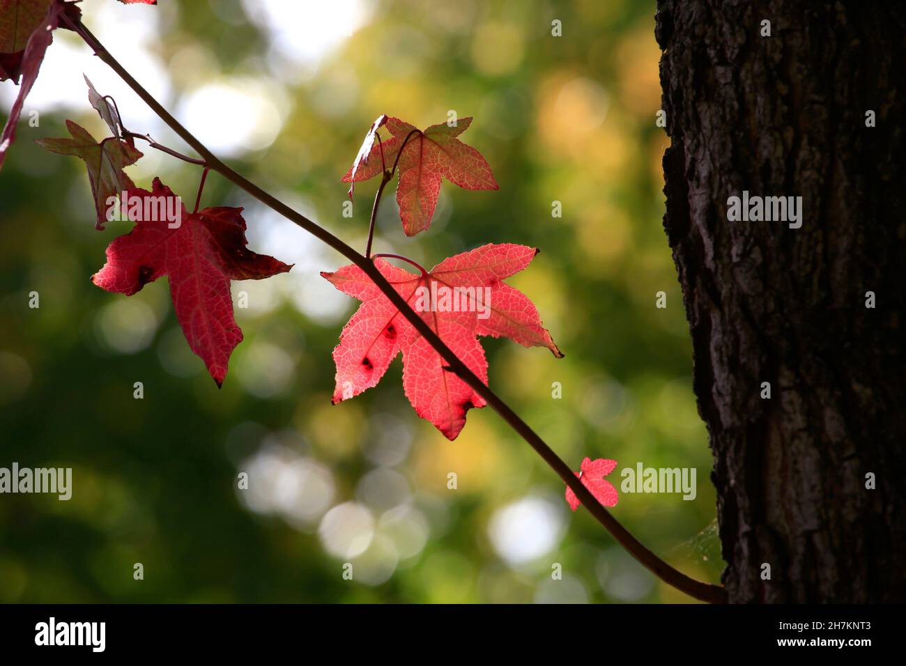 Roter Herbstzweig von amerikanischem Süßgummi (Liquidambar styraciflua) Stockfoto