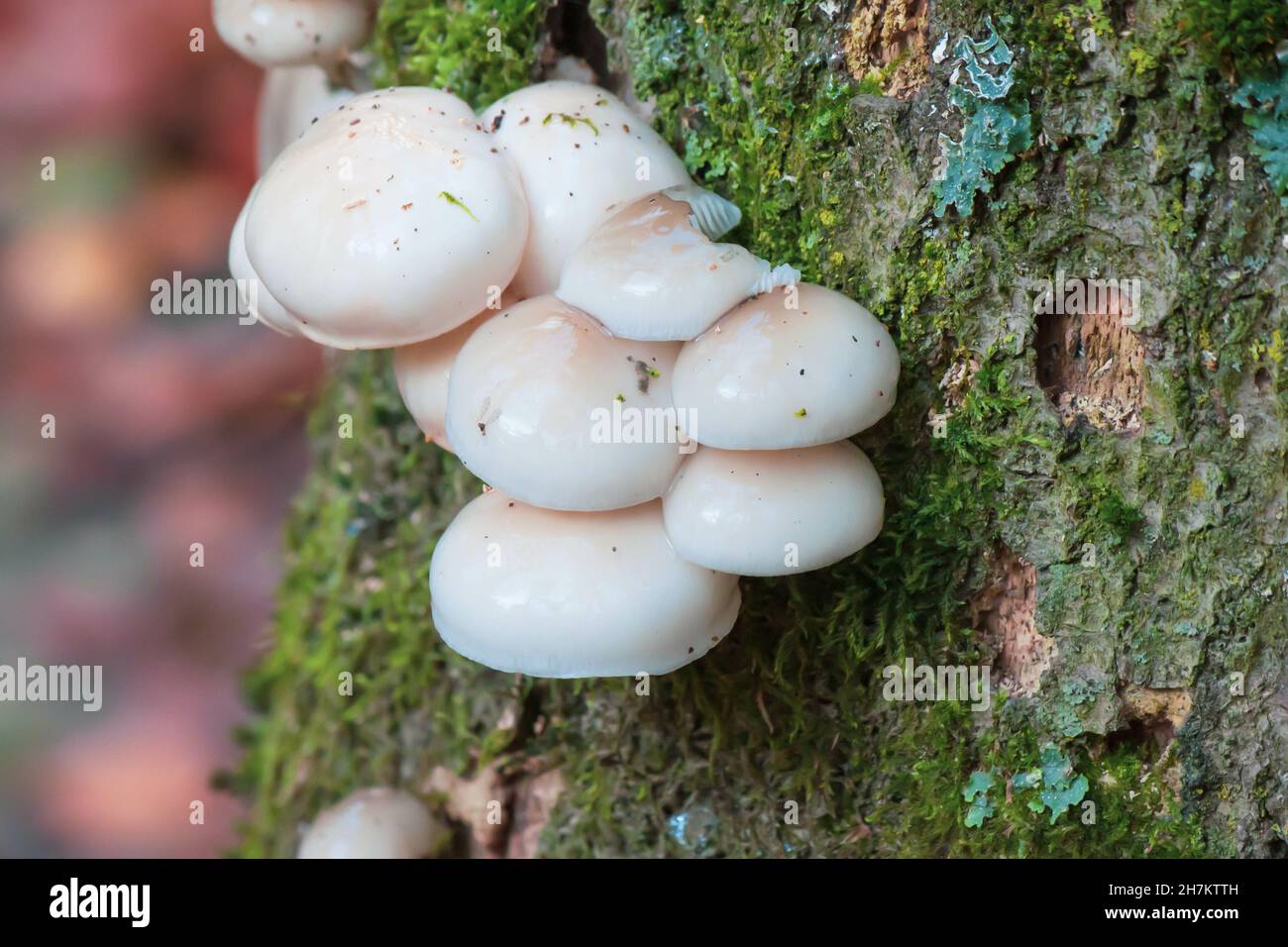 Nahaufnahme von wilden weißen Pilzen, die auf einem moosigen Baumstamm wachsen Stockfoto