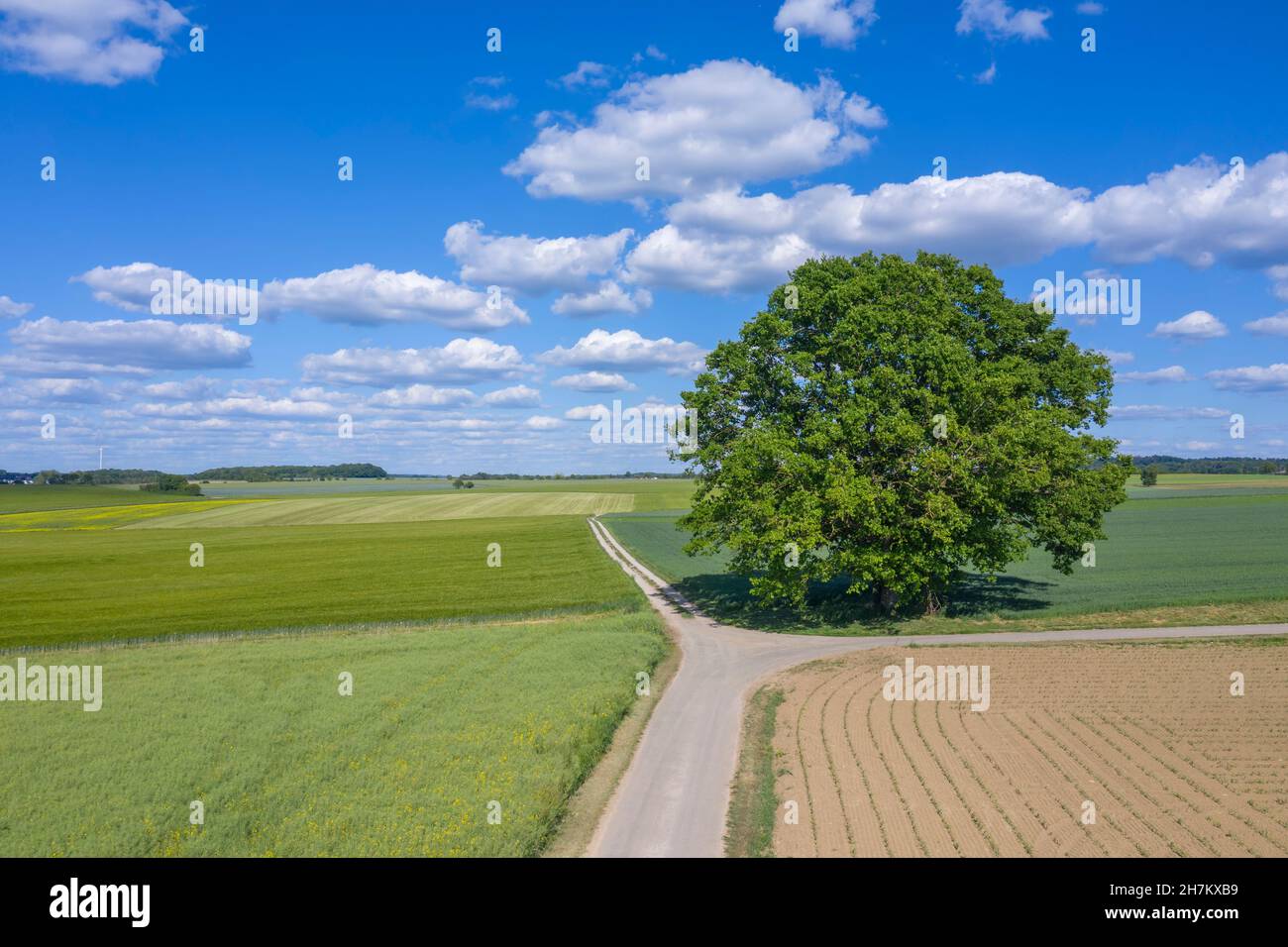 Drohnenansicht eines einzelnen Baumes, der im Frühjahr auf einer Feldstraße wächst Stockfoto