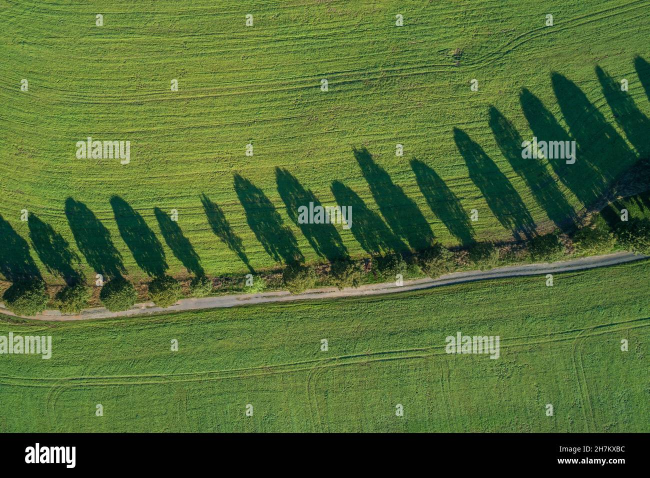 Luftaufnahme der baumbefestigten Straße, die sich zwischen grünen Feldern erstreckt Stockfoto