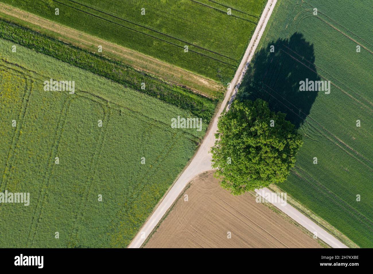 Drohnenansicht eines einzelnen Baumes, der im Frühjahr auf einer Feldstraße wächst Stockfoto