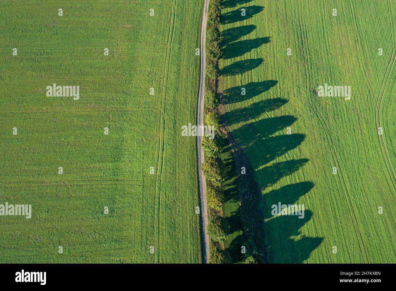 Luftaufnahme der baumbefestigten Straße, die sich zwischen grünen Feldern erstreckt Stockfoto