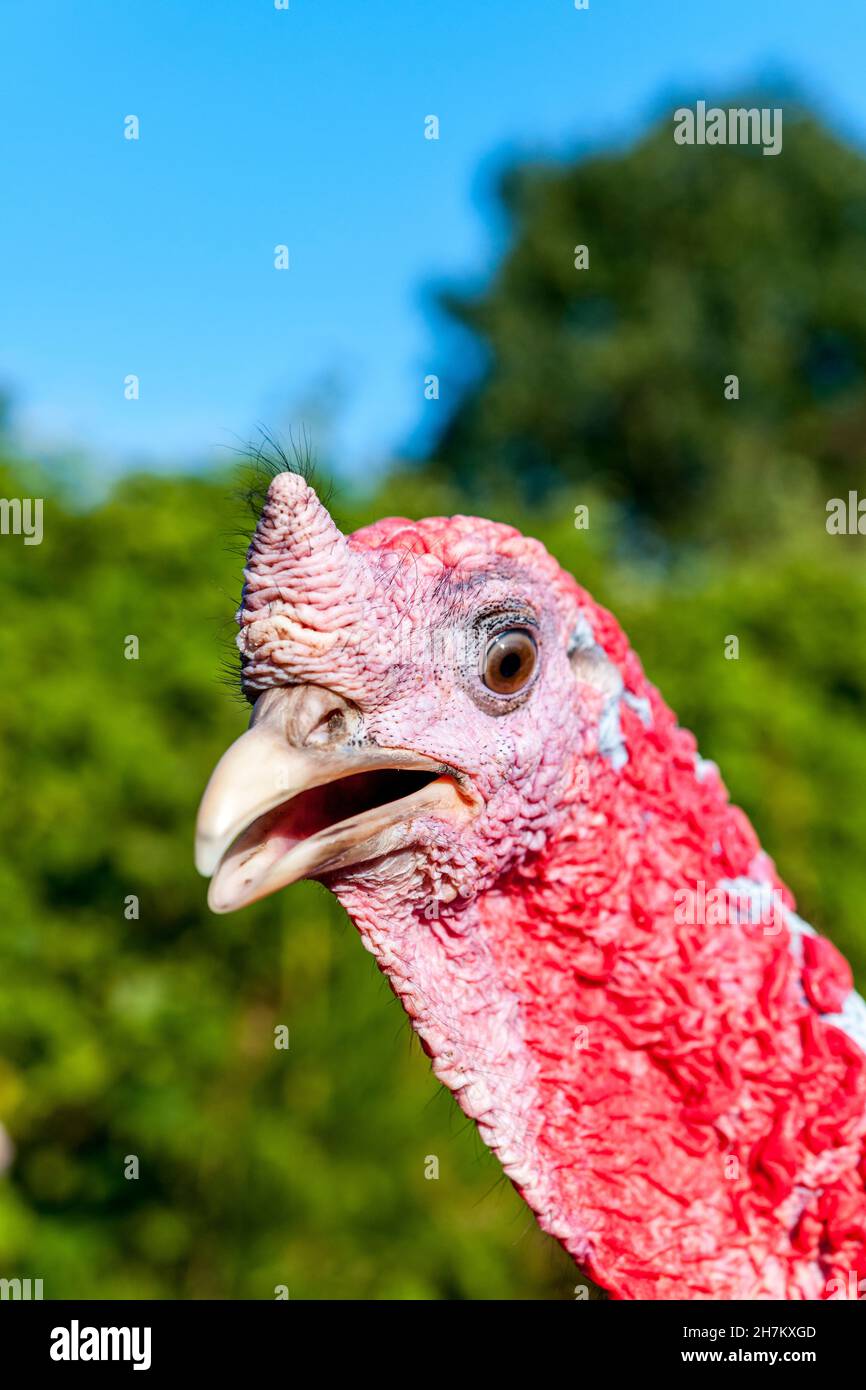 Porträt der türkei, die gerade in die Kamera schaut Stockfoto