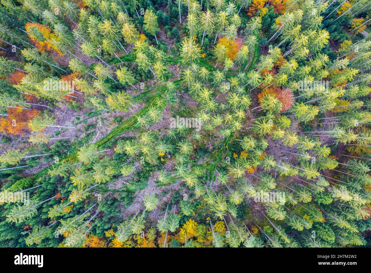 Herbstbaumlandschaft im Schwäbisch-Fränkischen Wald, Deutschland Stockfoto