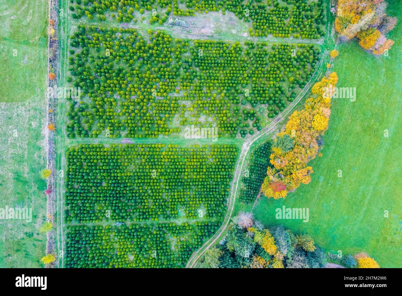 Landschaft von Baumschule und Herbstwald Stockfoto