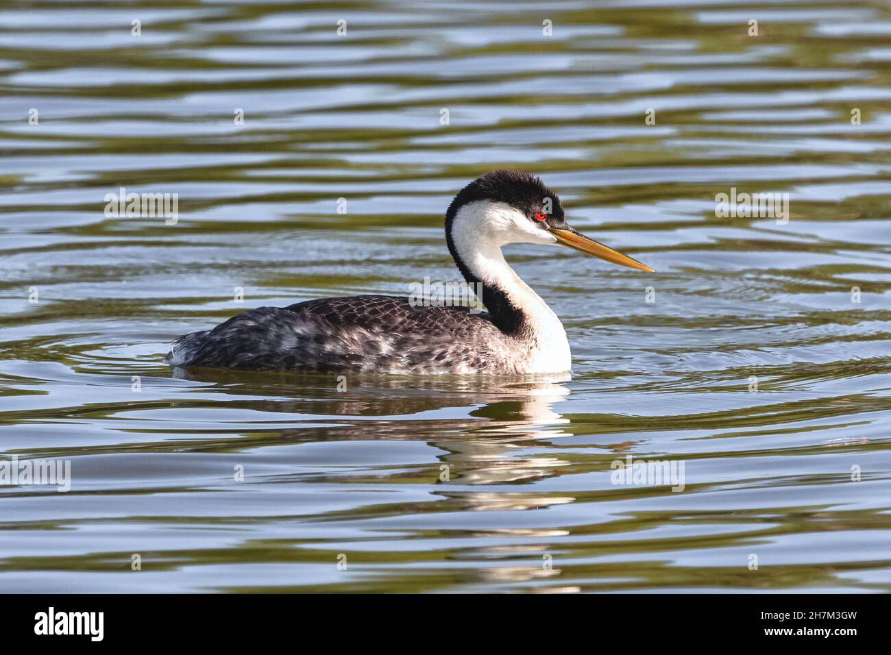 Ein Westgriech, der im späten Frühling in einem See schwimmt, aus der Nähe betrachtet. Stockfoto