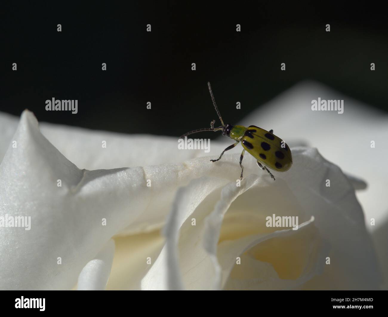 Makro von gefleckten Gurkenkäfer auf weißer Rose Stockfoto