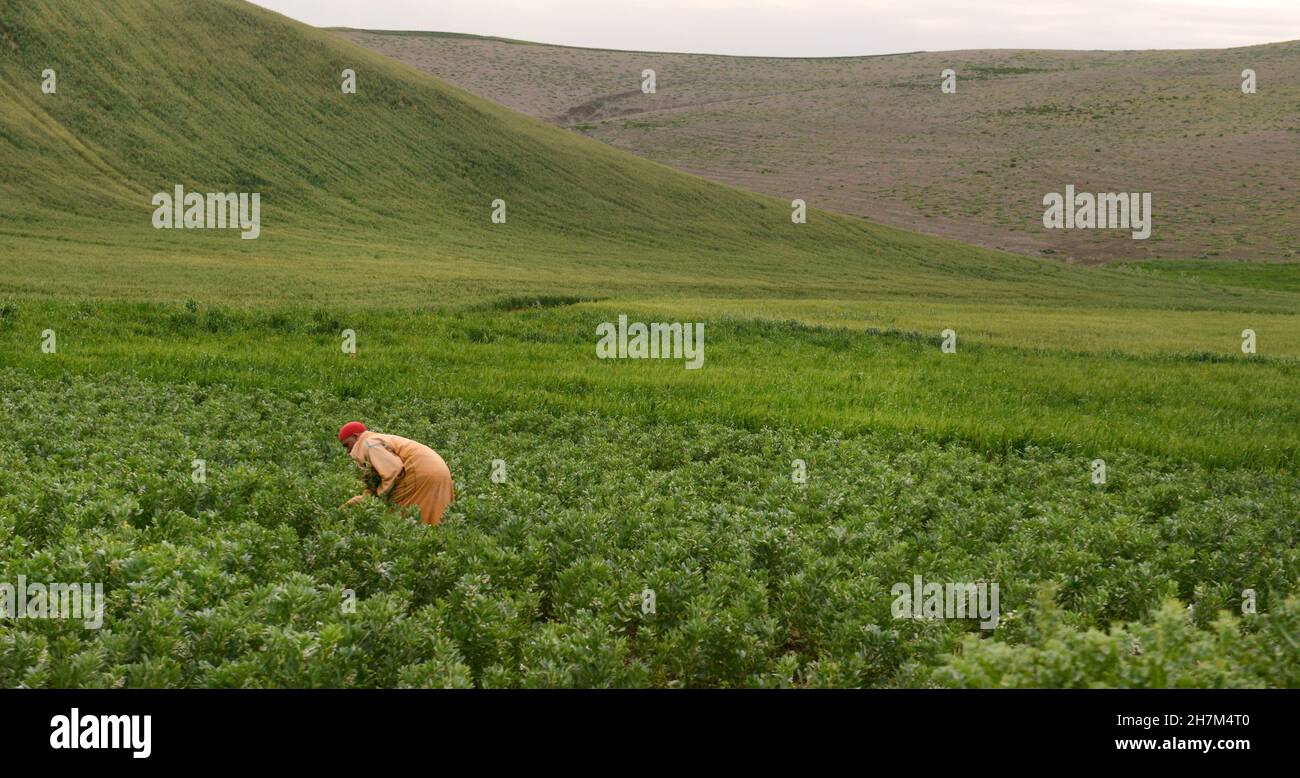 Ein marokkanischer Bauer, der auf seinem Feld in den Rif Mountains in Marokko arbeitet. Stockfoto