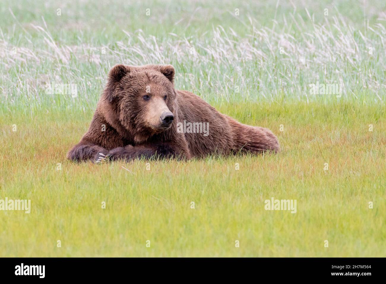 Alaska Peninsula Brown Bear oder Coastal Brown Bear Stockfoto
