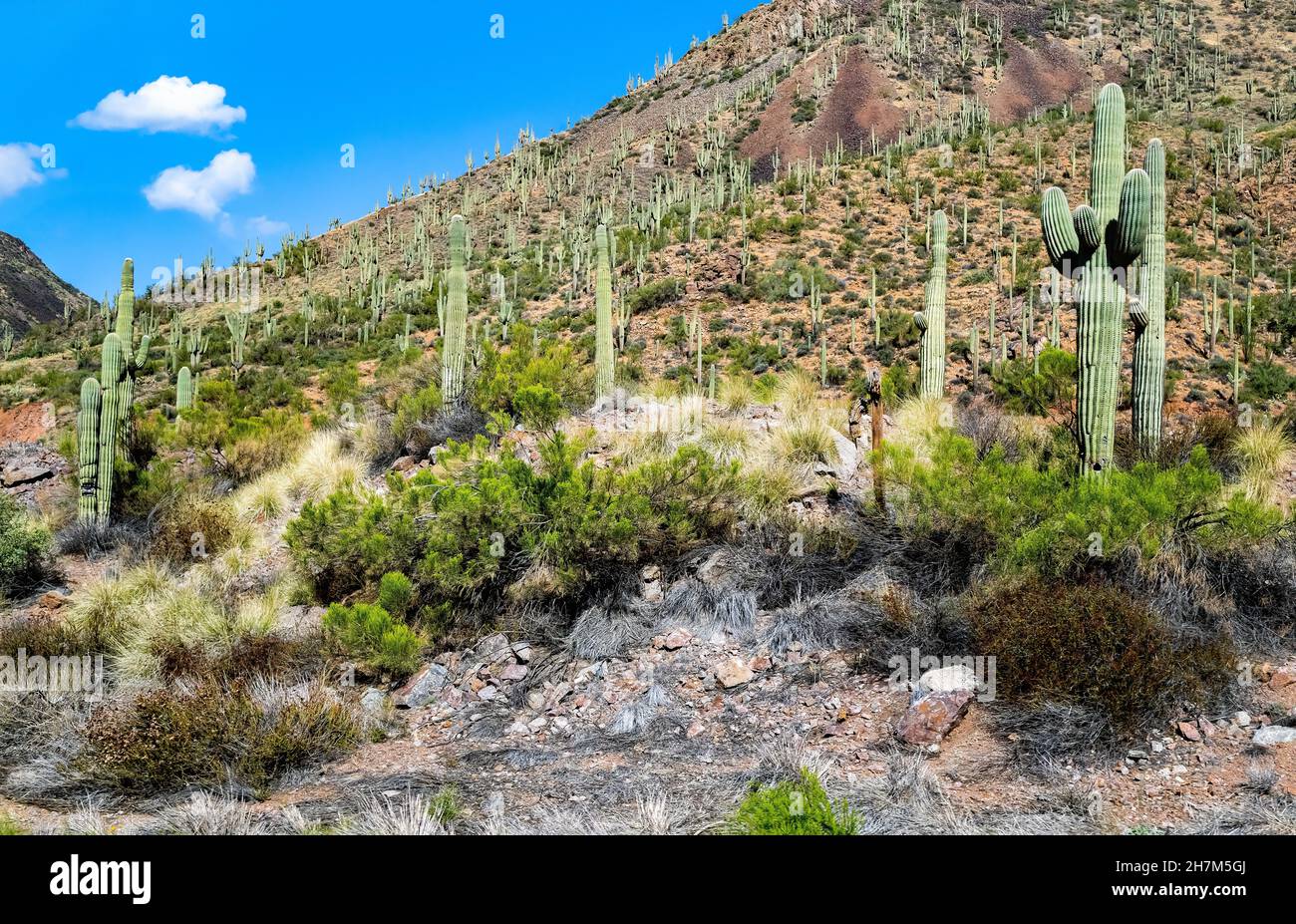 Saguaro Kaktus füllt einen ganzen Berghang im nördlichen Teil der Sonoran Wüste in Arizona. Stockfoto