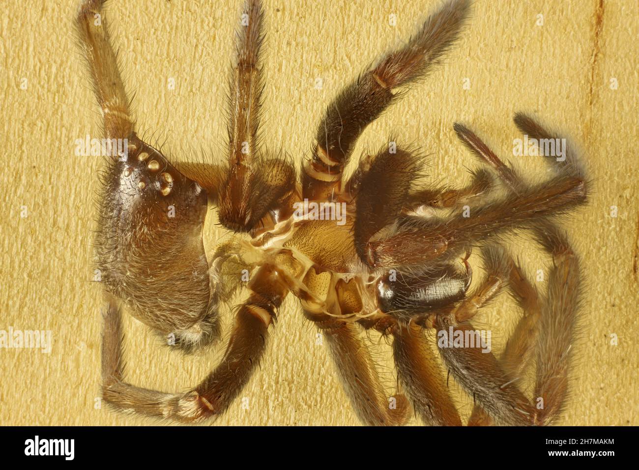 Makro-dorsale Ansicht von Exuvia (Shed Exoskelett) einer nicht identifizierten australischen Spinne Stockfoto