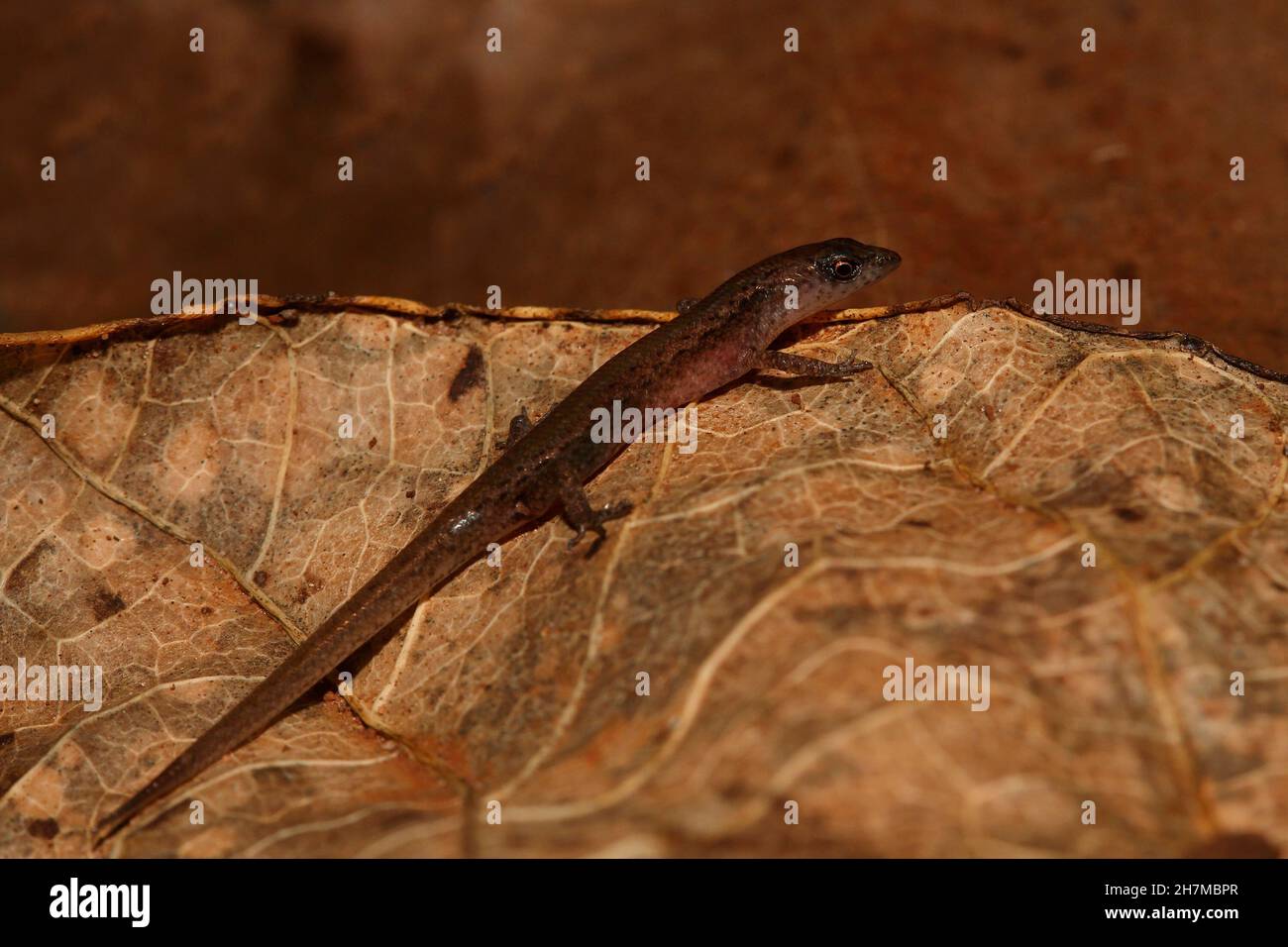 Vierfingeriger Shadeskink (Saproscincus tetradactylus), winziger Skink, der in einem begrenzten Gebiet im Nordosten von Queensland im Blattstreu lebt. Es ist durchschnittlich Stockfoto