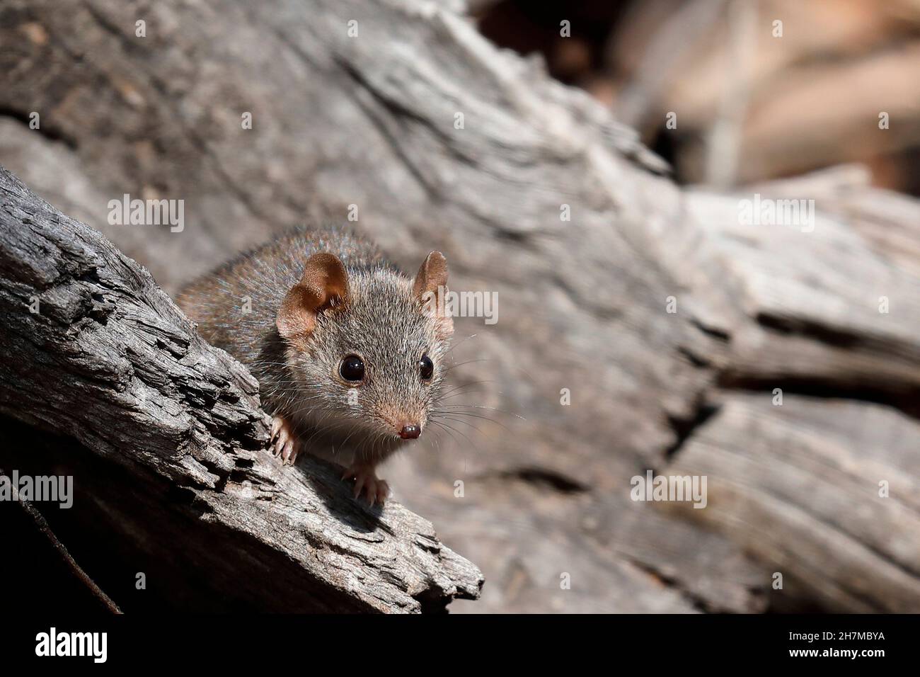 Gelbfuß-Vortechinus (Antechinus flavipes). Am Ende der Brutsaison - zwei Wochen für Südtiere, vier Wochen für Nordtiere - Stockfoto