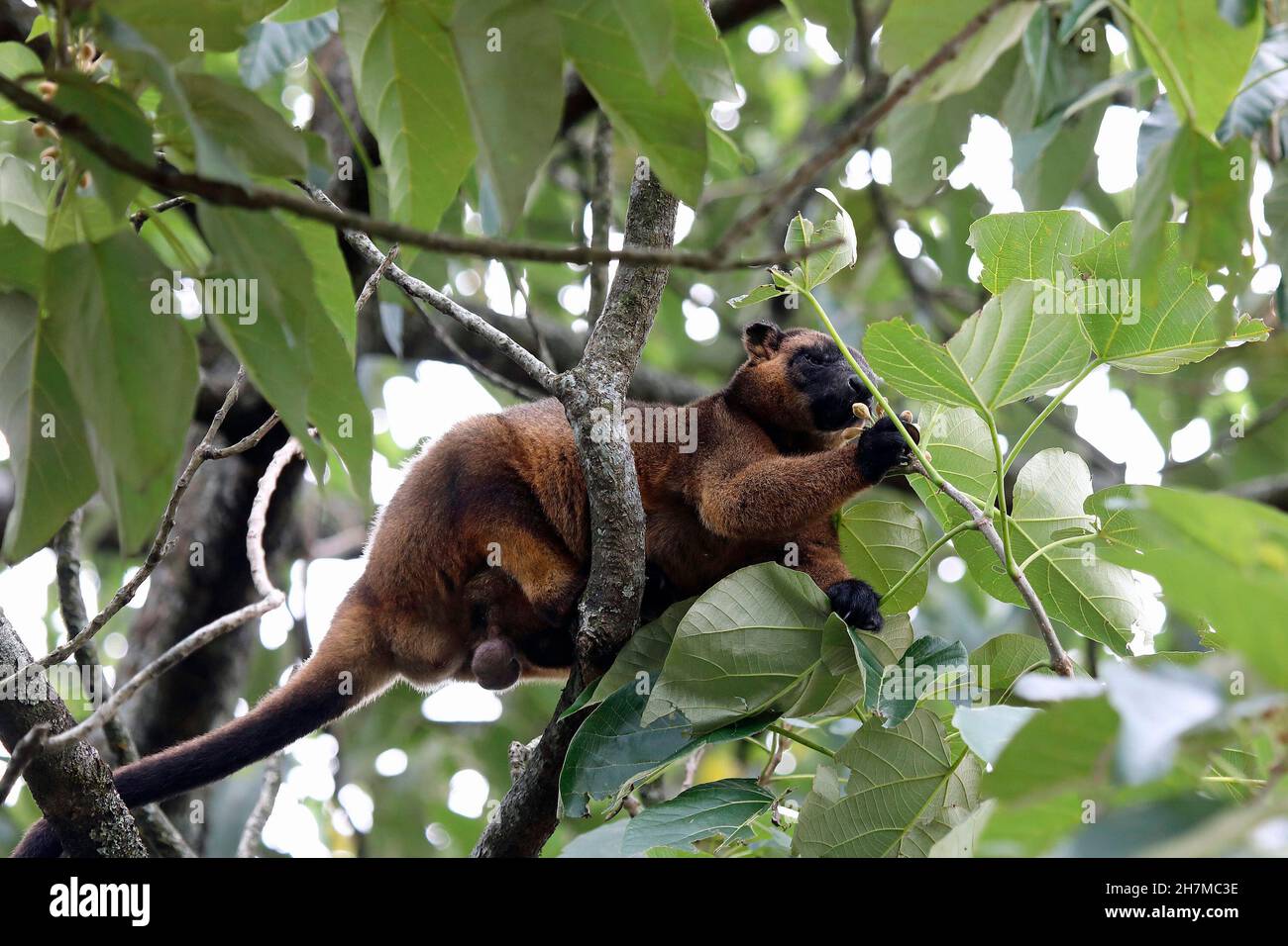 Lumholtz Baumkänguru (Dendrolagus lumholtzi) unreifes Männchen in einem Regenwald-Baum, Fütterung. Malanda, Atherton Tableland, Queensland, Australien Stockfoto
