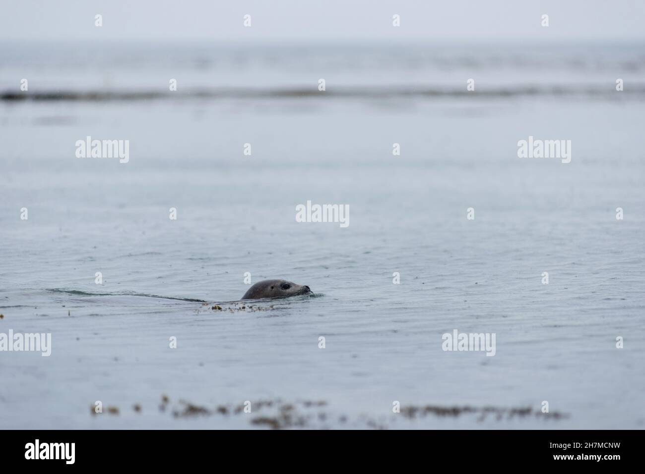 Seehund, Phoca vitulina Schwimmen in den Gewässern des arktischen Atlantiks an der Küste von Ytri Tunga, Island Stockfoto