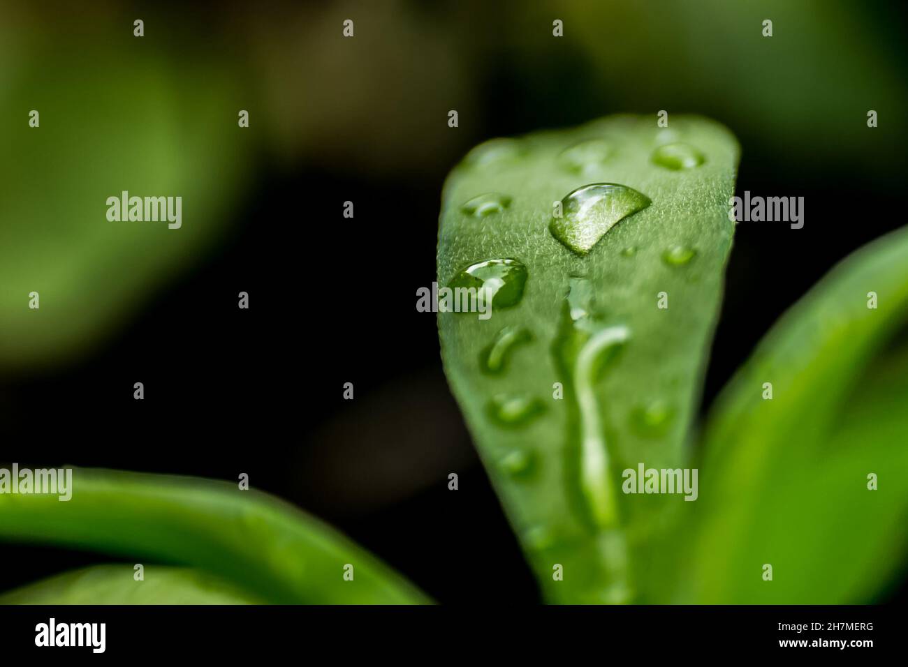 Regentage kommen Stockfoto