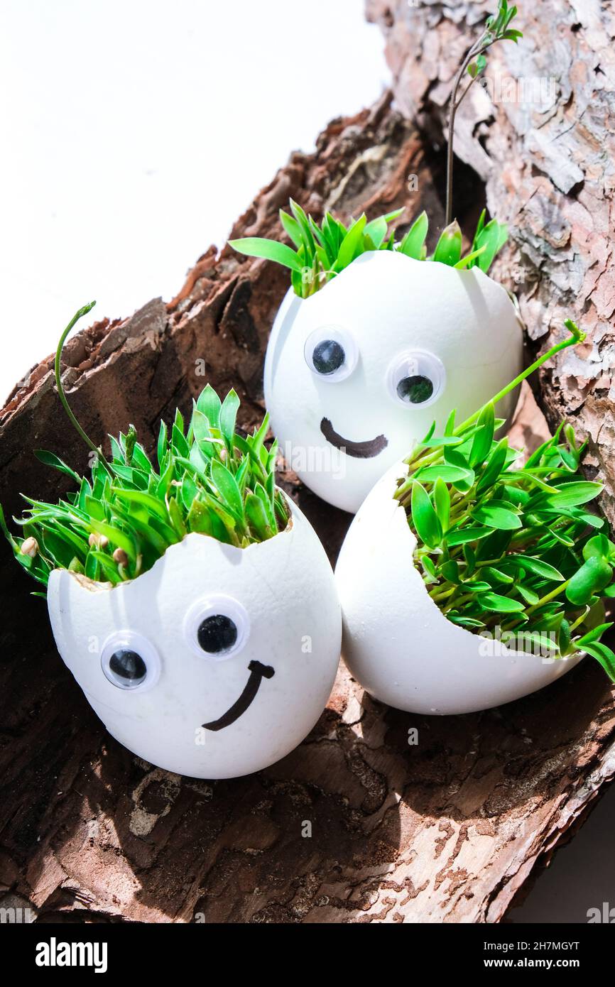 Frisches Micro Greens. Mikrogreens von Rucola und Kresse wachsen in weißer Eierschale mit lustigen Gesichtern auf Baumrinde. Sprossen. Sämlinge ohne Kunststoff Stockfoto