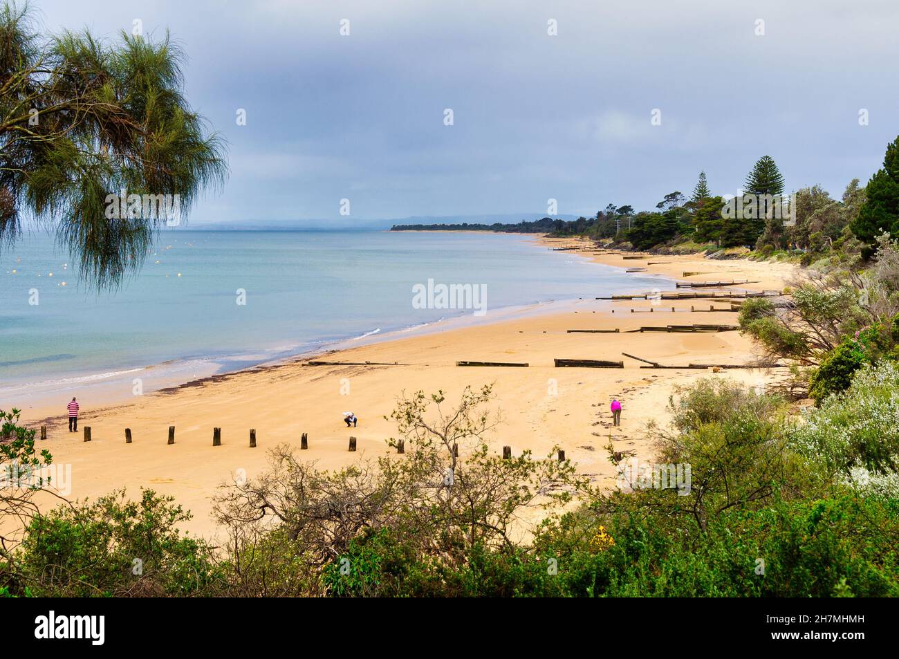 Überreste alter hölzerner Seegurmchen am Strand - Cowes, Victoria, Australien Stockfoto
