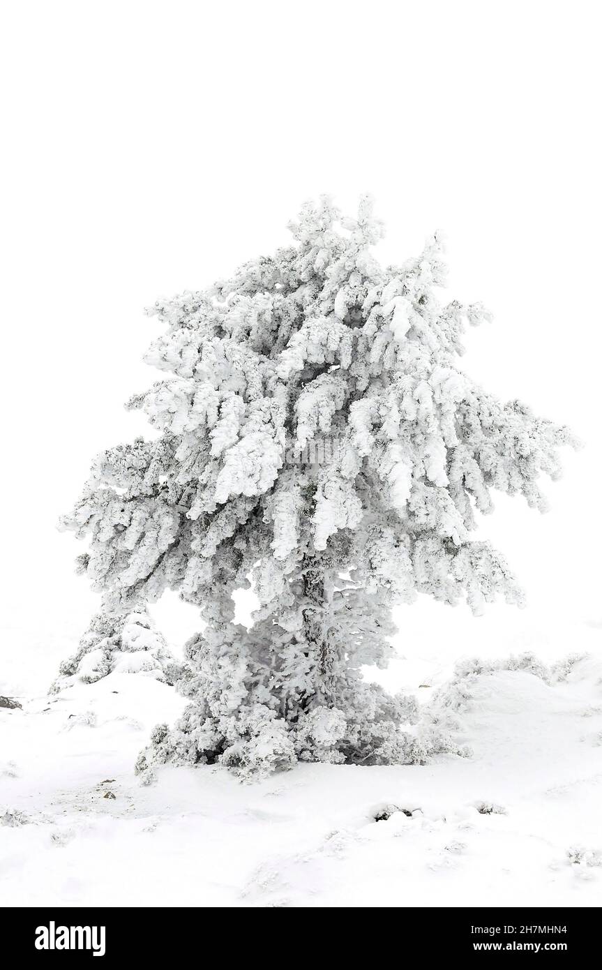 Herrliche Winterlandschaft mit Schnee bedeckt Bäume. Stockfoto