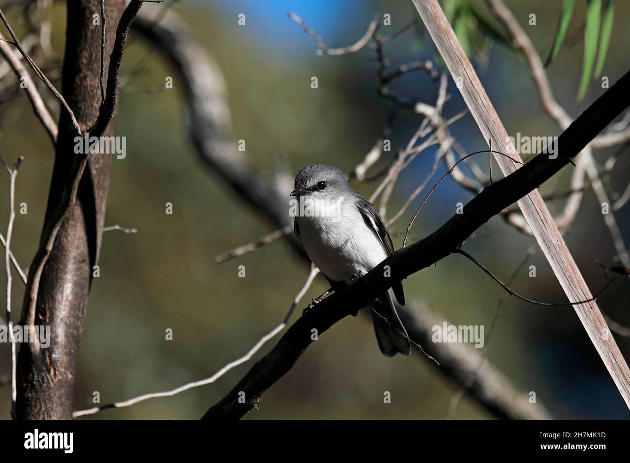 Weißreiher-Rotkehlchen (Eopsaltria georgiana), ein kooperativer Züchter, die Helfer sind meist Männchen. Two Peoples Bay, Südwestregion, Westaustral Stockfoto