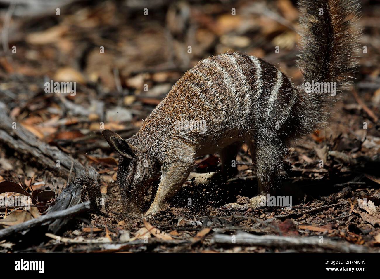 Numbat (Myrmecobius fasciatus), Nahaufnahme einer männlichen Fütterung. Die Krallen sind nicht stark genug, um in Termitenhügel einzubrechen, so dass sich im galler Numbats ernähren Stockfoto