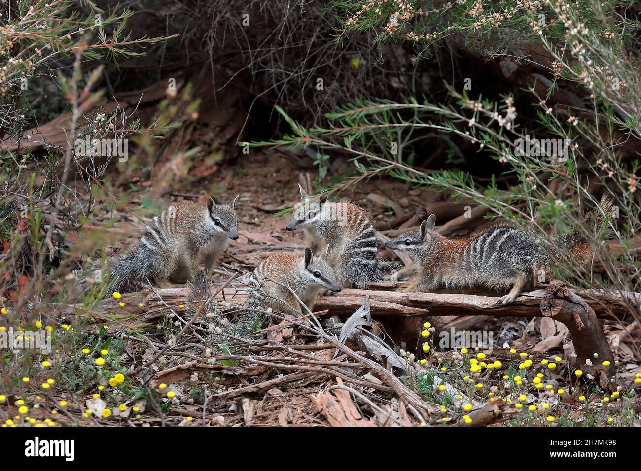 Numbat (Myrmecobius fasciatus), vier Jungtiere an ihrem Bauplatz. Dryandra Woodland, Wheatbelt Region, Western Australia, Australien Stockfoto