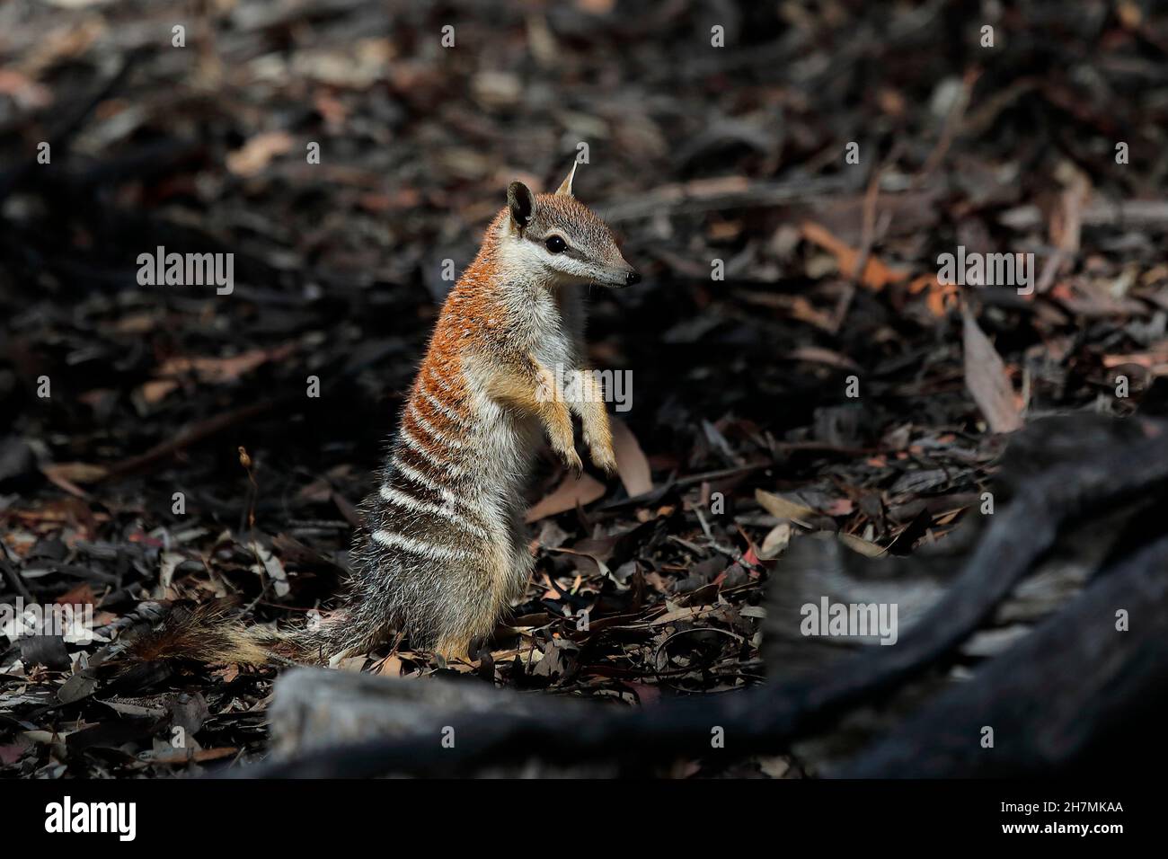 Numbat (Myrmecobius fasciatus), ein junges Tier, das seine Umgebung untersucht. Die Jungen beginnen, das Gebiet um ihr Nest Ende August zu erkunden, als die Stockfoto