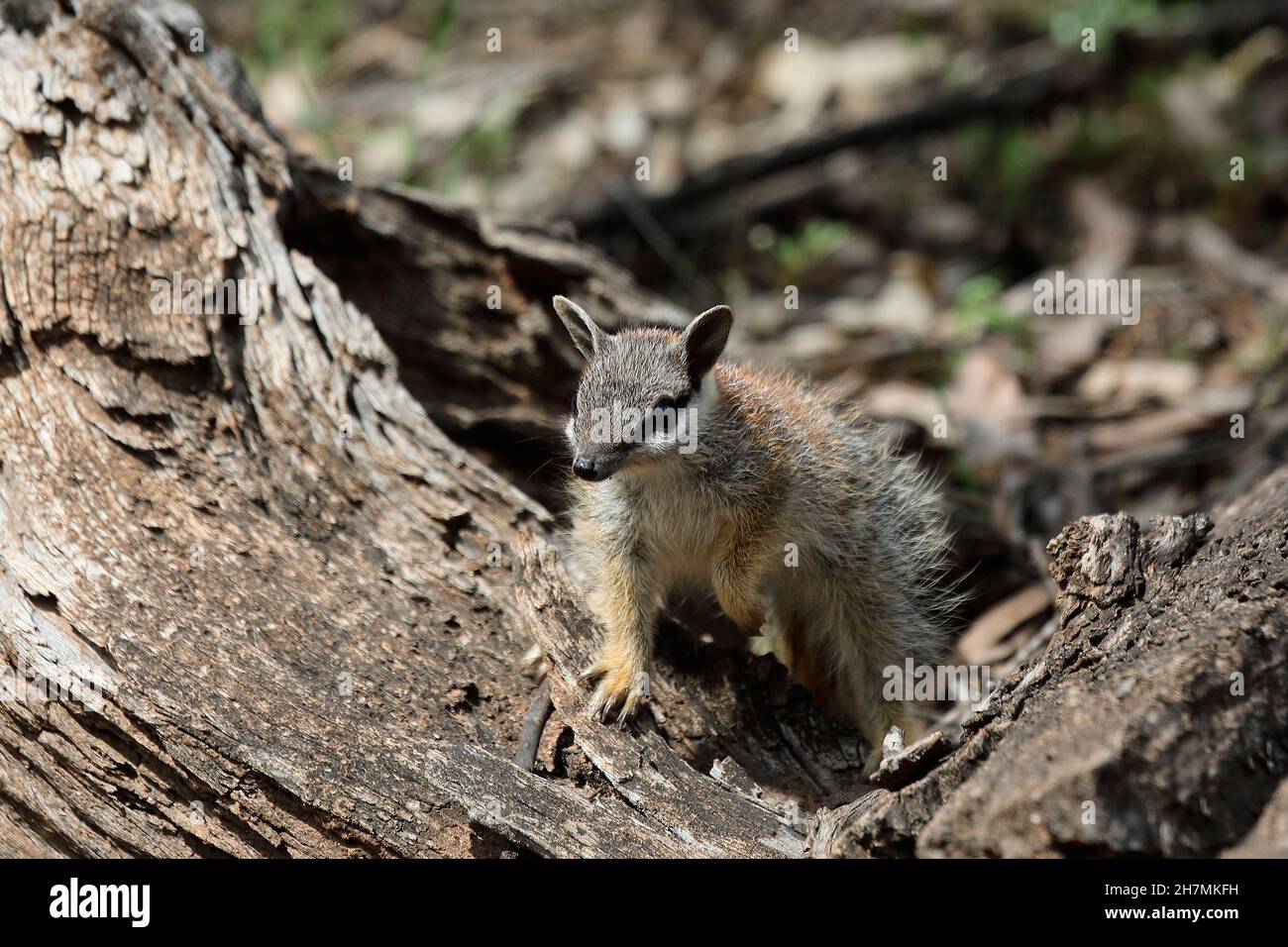 Numbat (Myrmecobius fasciatus), ein junges Tier, das auf gefallenes Holz klettert, während es seinen Bau erkundet. Dryandra Woodland, Wheatbelt Region, Western Stockfoto