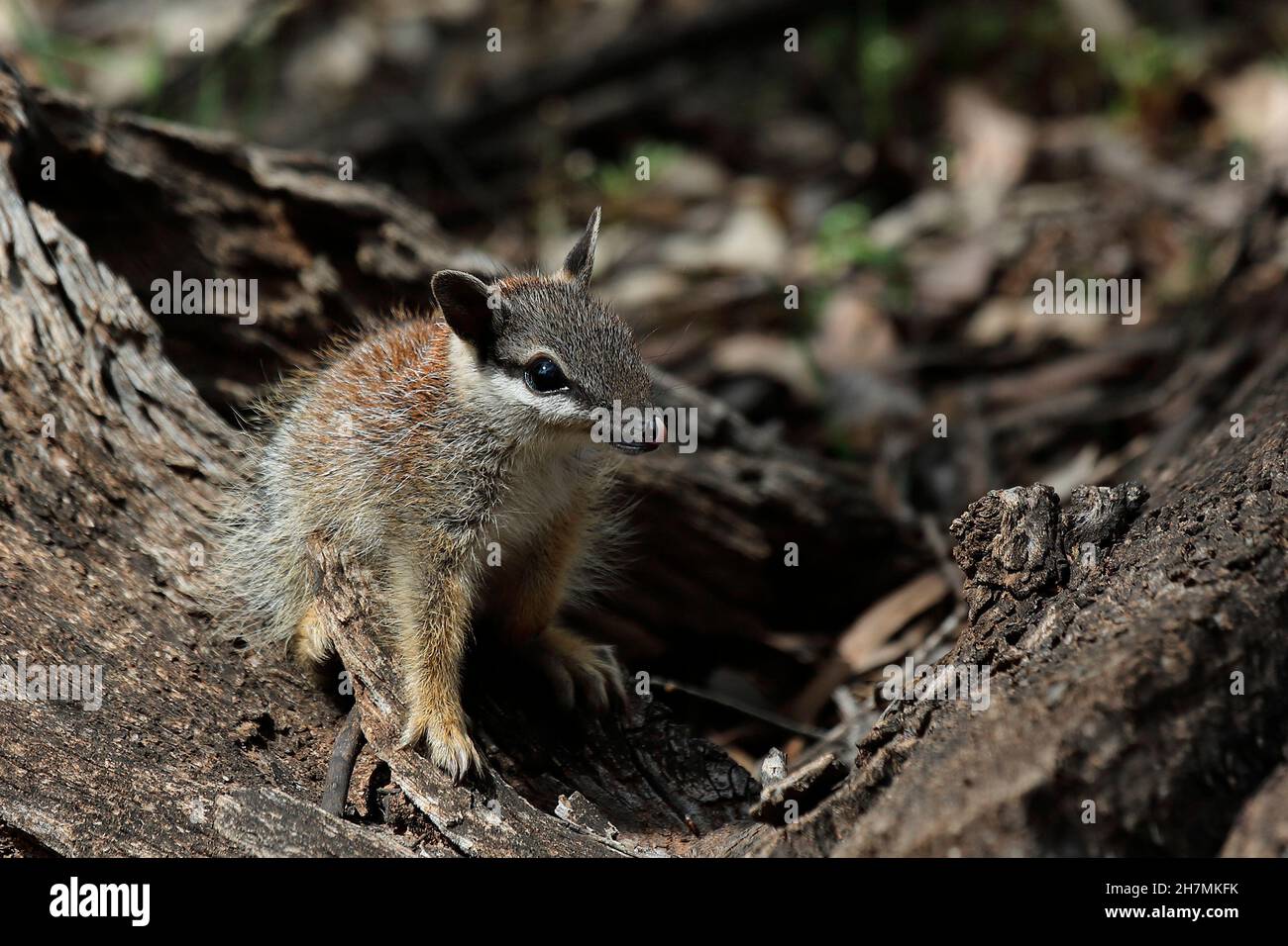 Numbat (Myrmecobius fasciatus), ein junges Tier, das auf gefallenes Holz klettert, während es seinen Bau erkundet und seine Nase mit der Zunge leckt. Dryandra Wo Stockfoto