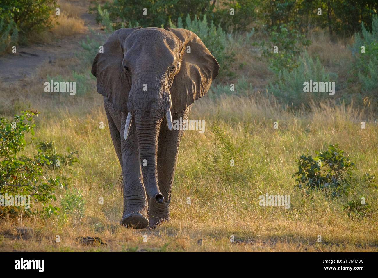 Afrikanischer Elefant (Loxodonta africana) geht in Richtung Kamera. Kruger Nationalpark, Südafrika, Afrika Stockfoto