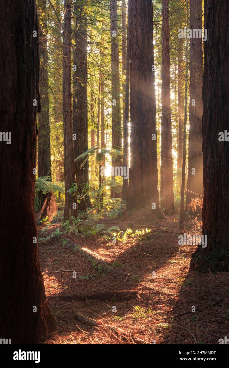 Kalifornische Redwood-Bäume im Whakarewarewa Forest, Rotorua, Neuseeland Stockfoto