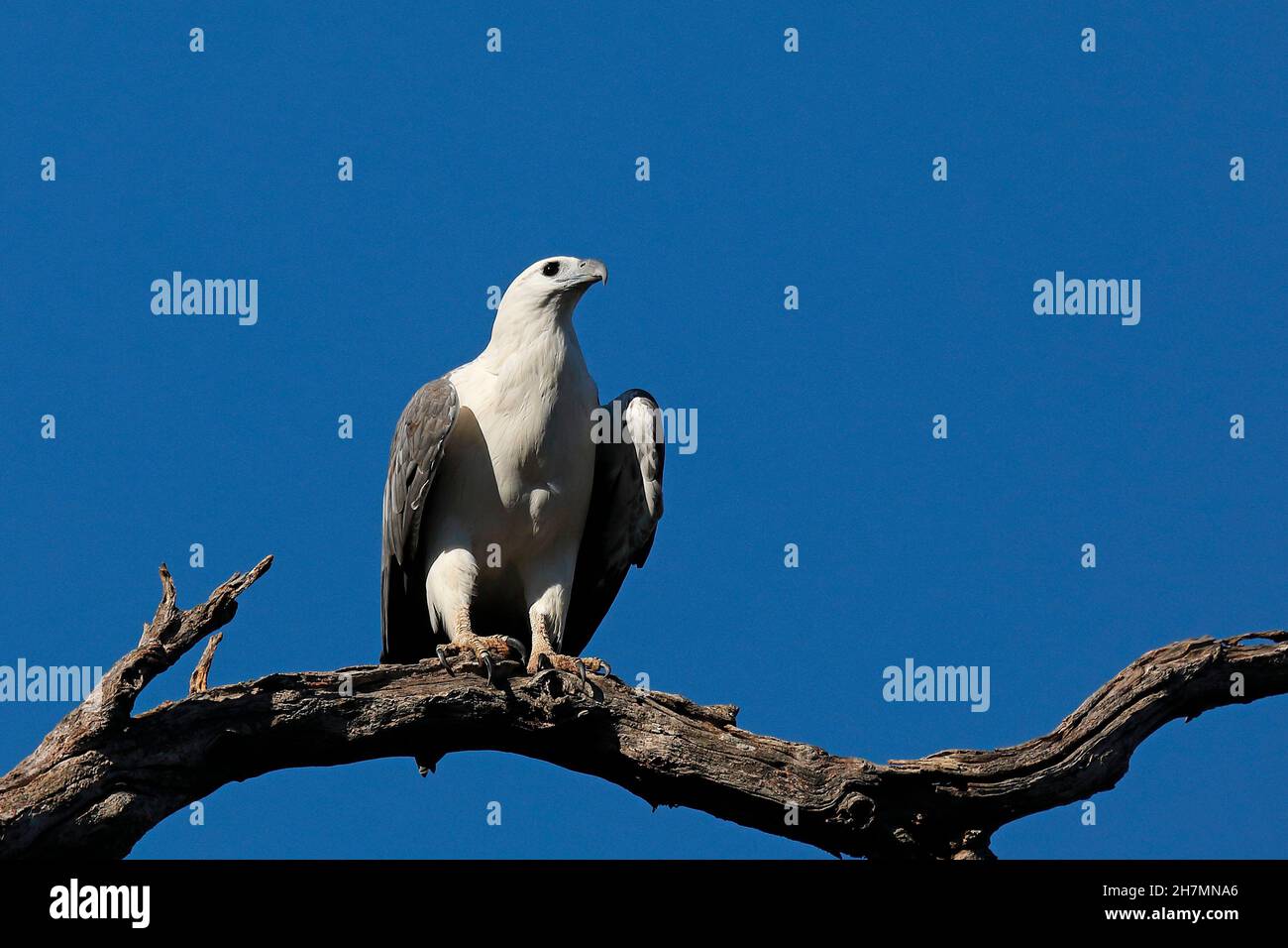 Weißbauchseeadler (Haliaeetus leucogaster) thront. Leschenault Inlet, Region South West, Western Australia, Australien Stockfoto