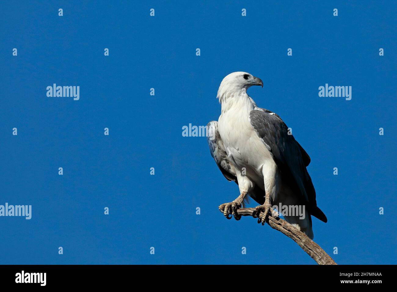 Weißbauchiger Seeadler (Haliaeetus leucogaster) auf einem toten Ast, Kopf rechts herum gedreht. Leschenault Inlet, Südwestregion, Westaustralien, Stockfoto