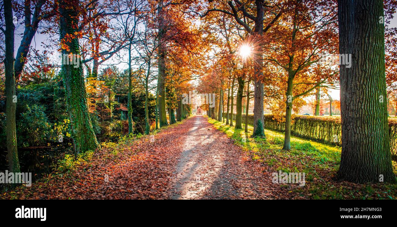 Wanderweg durch den Herbstwald bei Sonnenuntergang in Belgien. Stockfoto