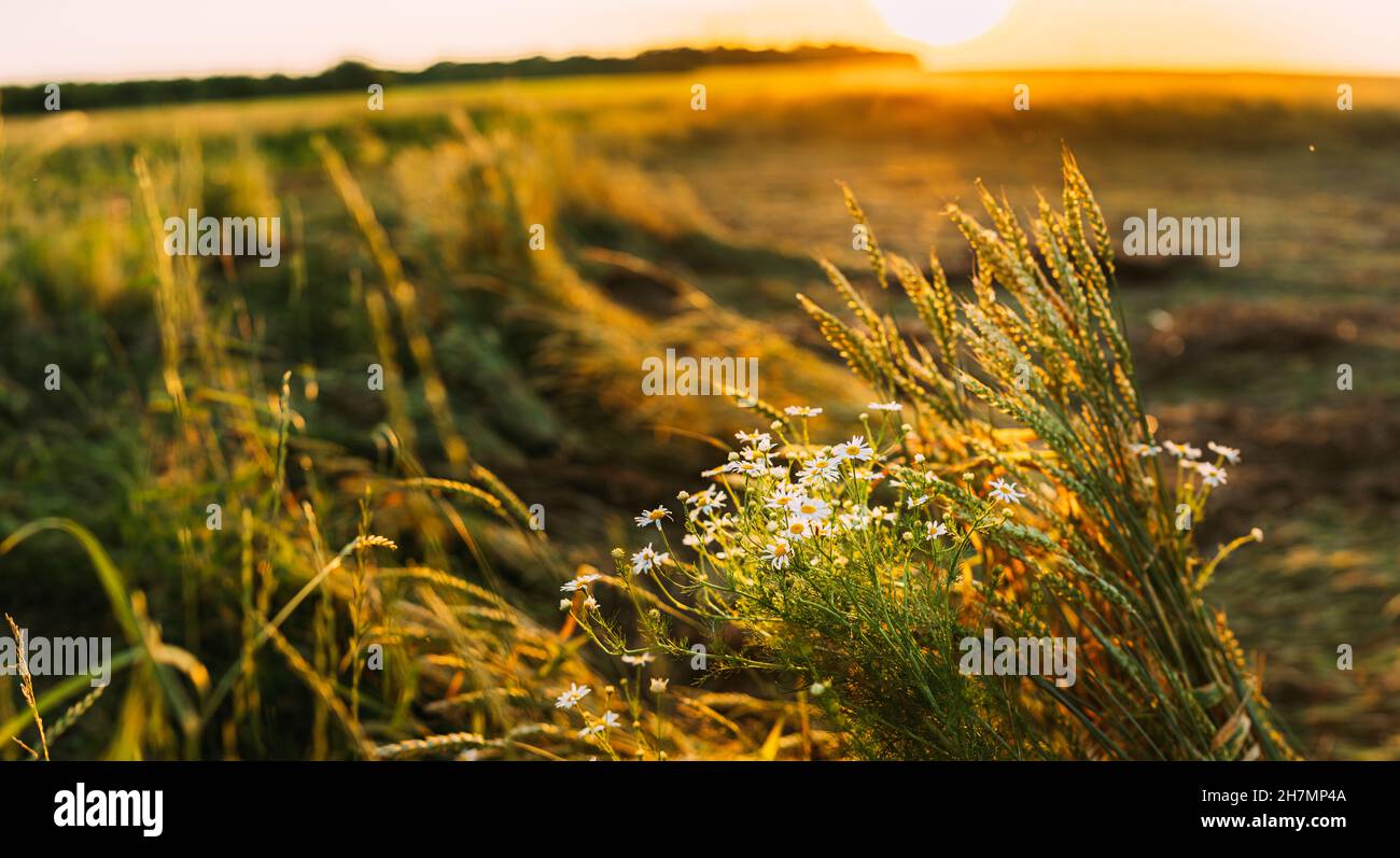 Blühende Wildblume Matricaria Kamilla, Matricaria Recutita, Kamille. Allgemein Bekannt Als Italienische Camomilla, Deutsche Kamille, Ungarische Kamille Stockfoto