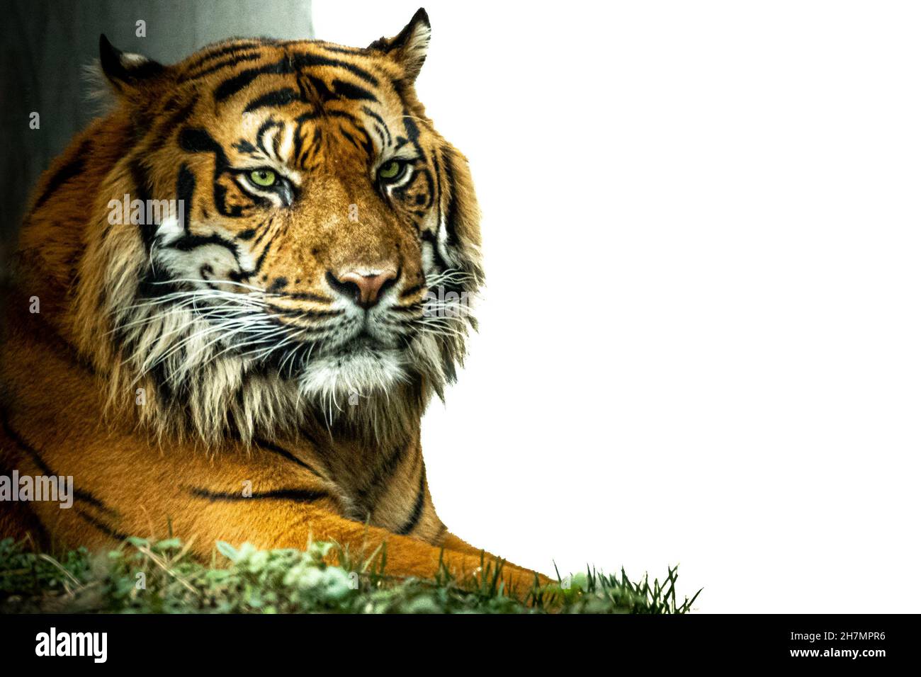 Schönes Stockfoto eines Tigers, der im Gras liegt Stockfoto