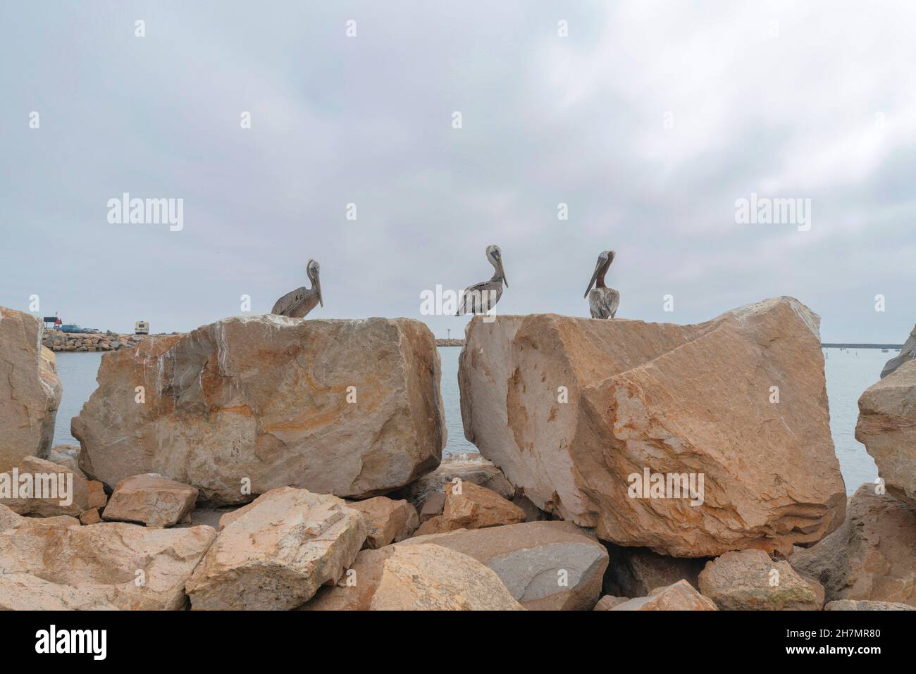 Drei braune Pelikane auf den Felsen bei Oceanside, Kalifornien Stockfoto