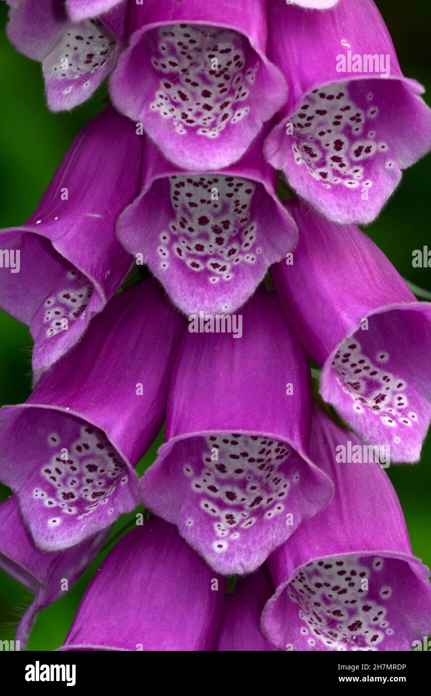 Nahaufnahme eines Füchshandschuh-Blütenstachels Stockfoto
