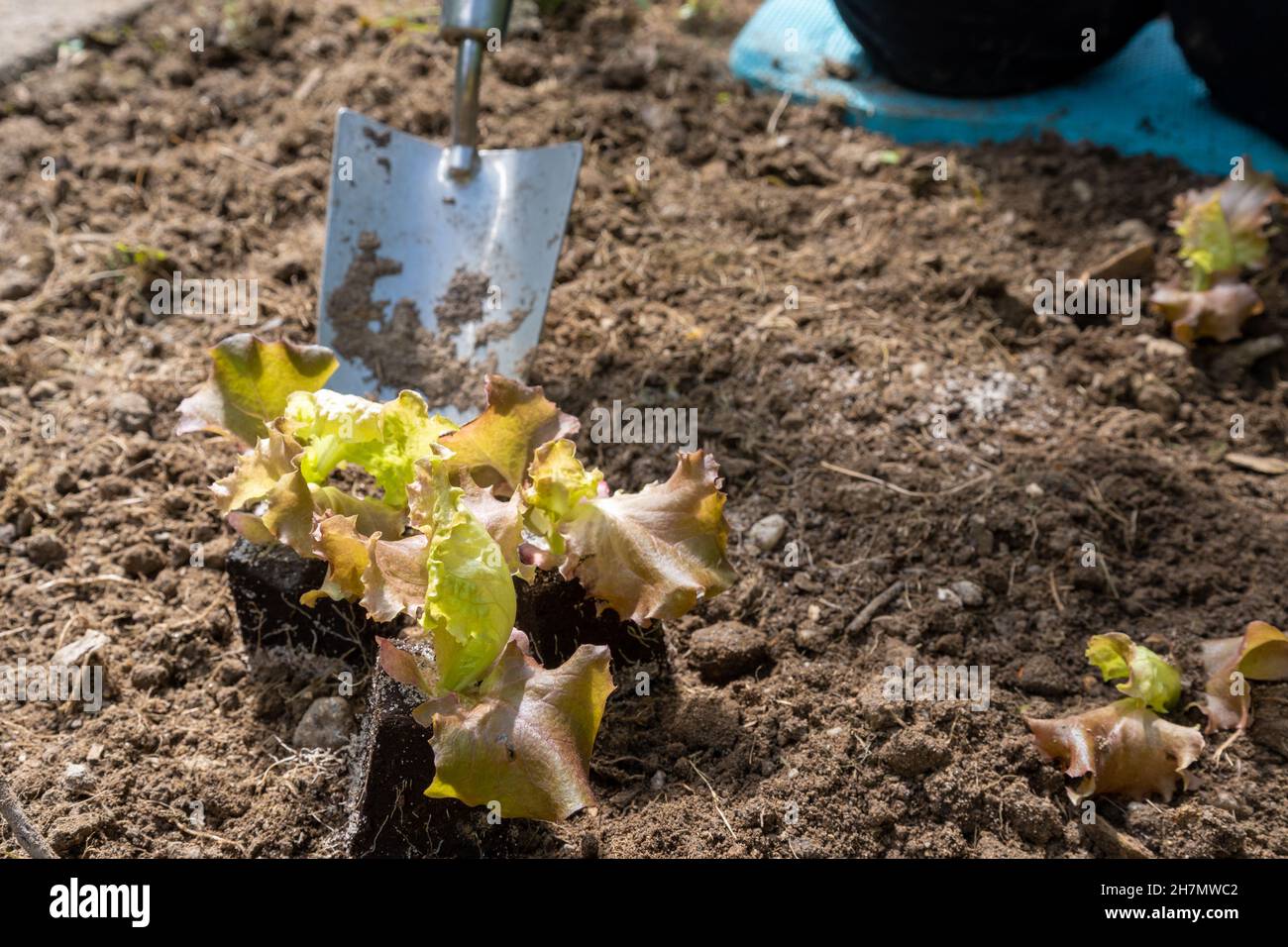 Bauer pflanzt junge Sämlinge von Salat-Salat Stockfoto